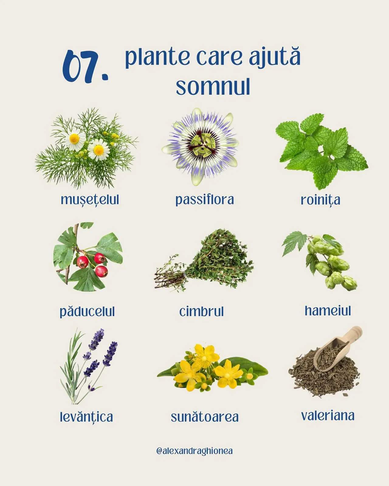 07. plante care ajută