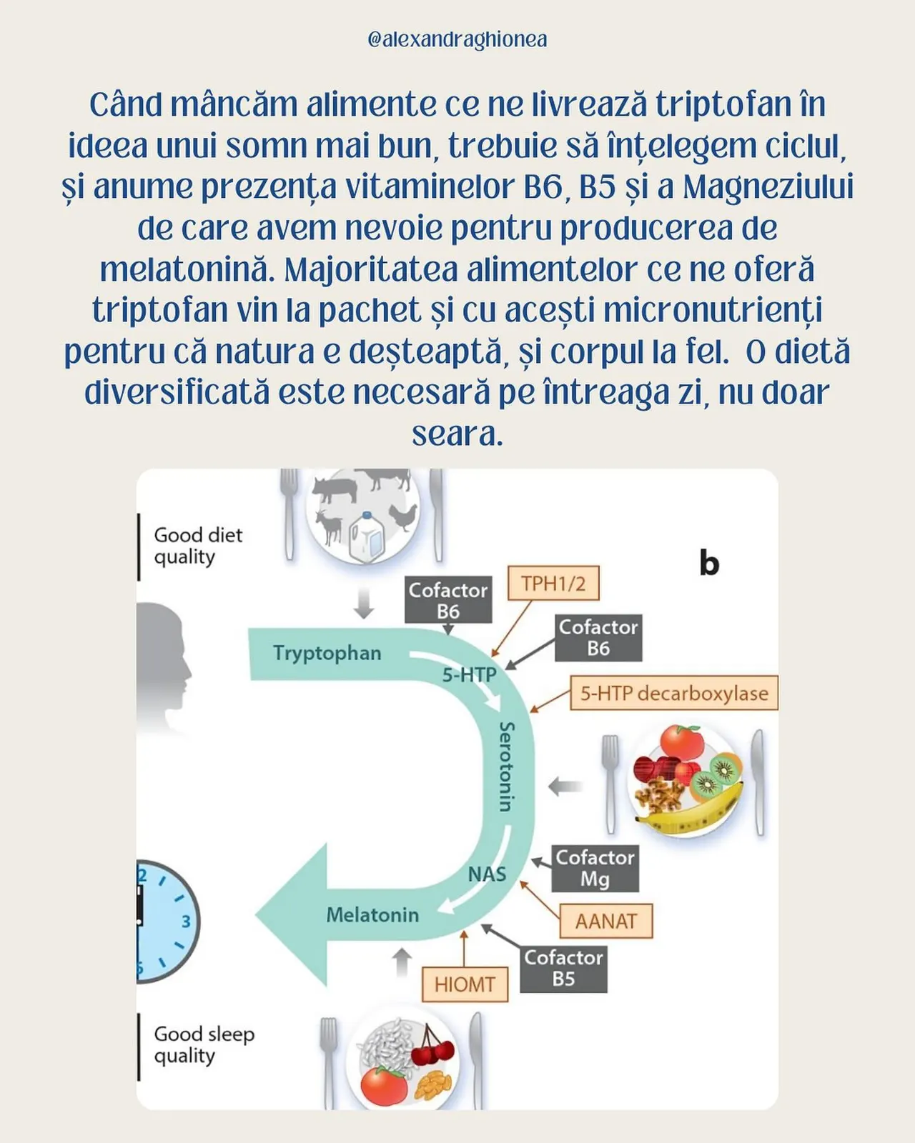 Când mâncăm alimente ce ne livrează triptofan în