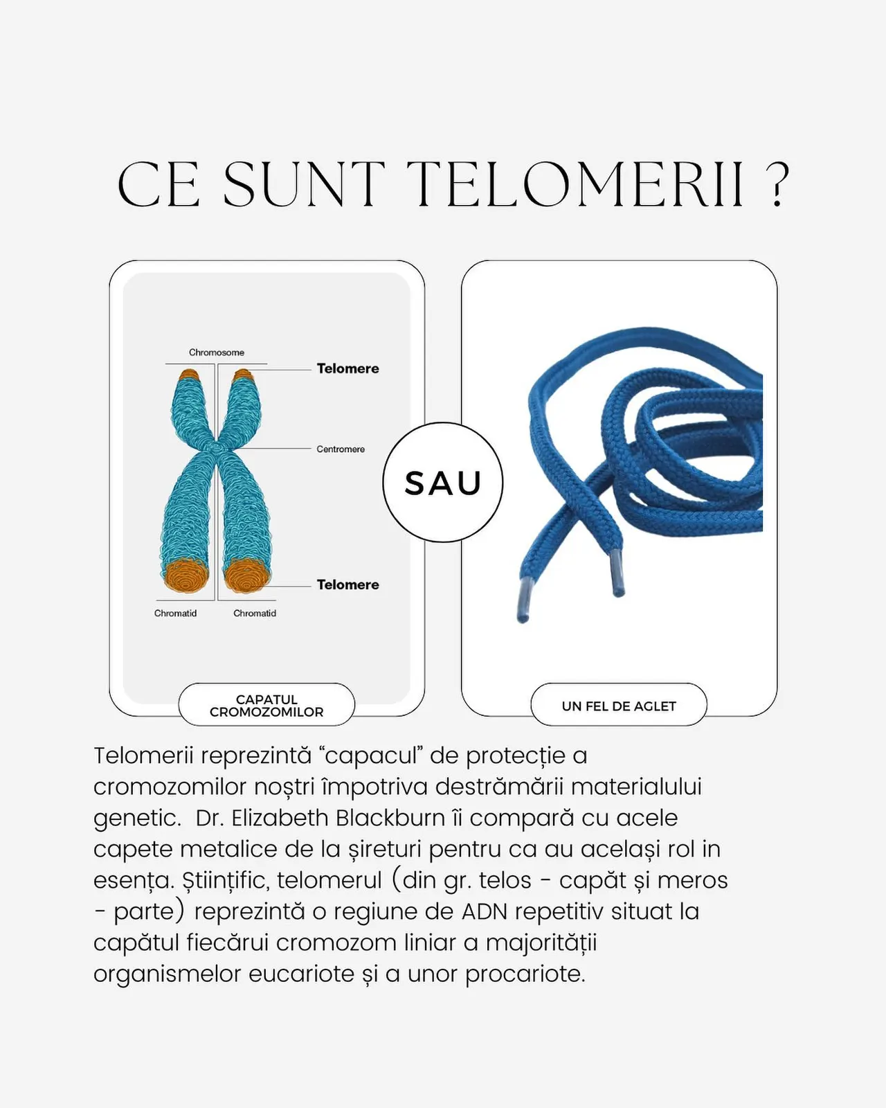 CE SUNT TELOMERII ?