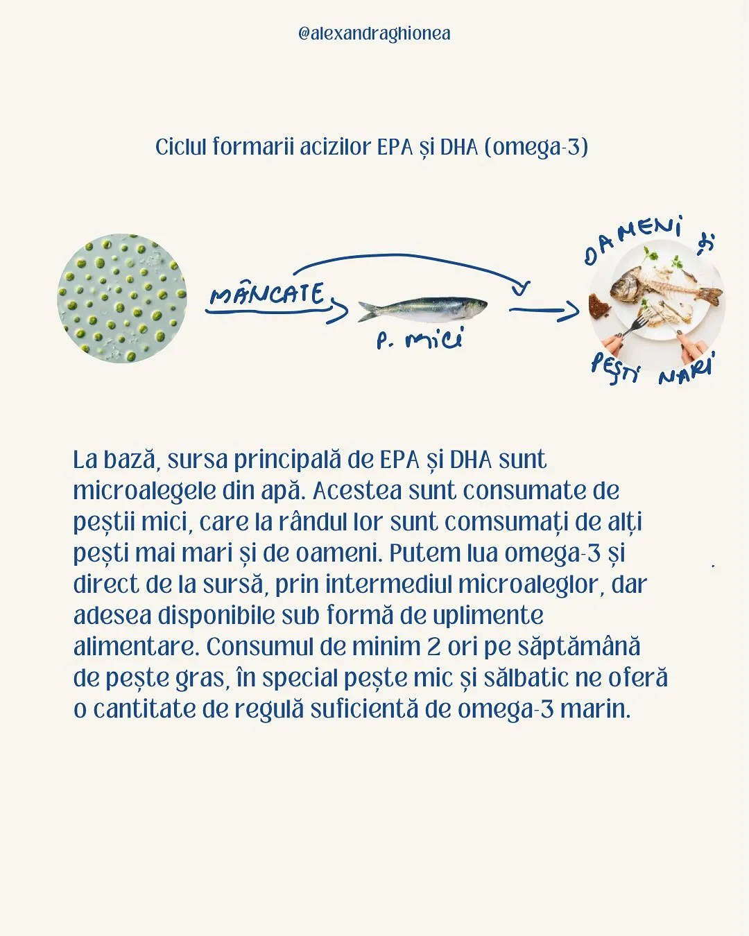 Ciclul formarii acizilor EPA și DHA (omega-3)