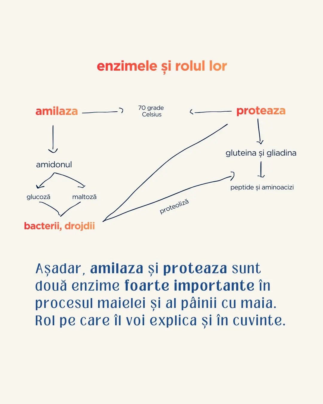 enzimele și rolul lor