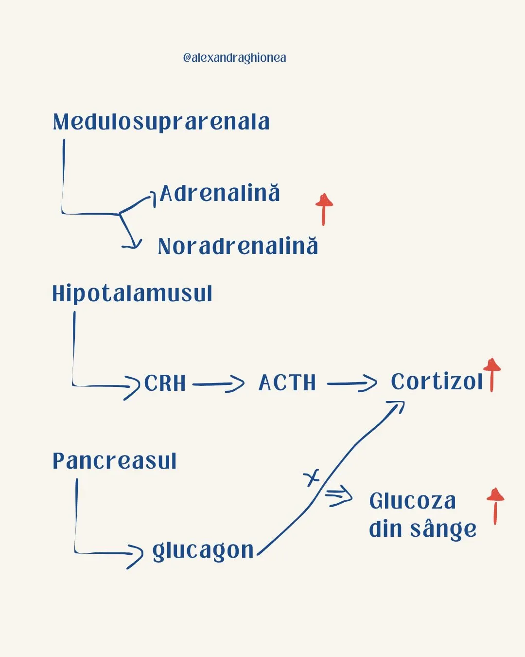 Medulosuprarenala