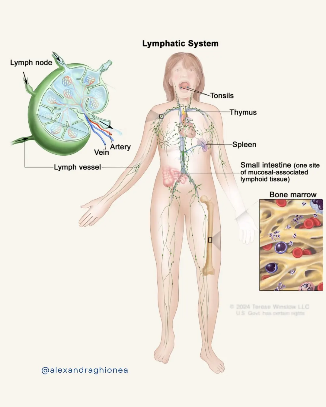 Lymphatic System