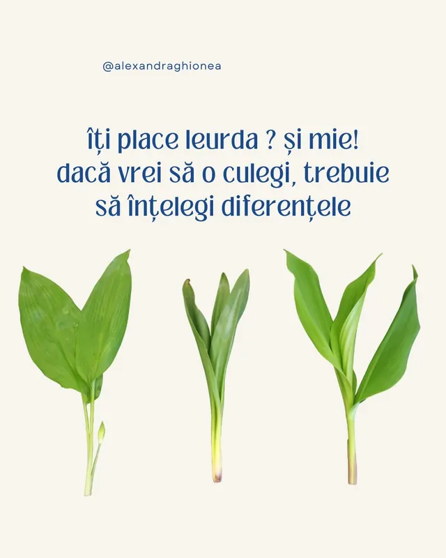 îți place leurda ? și mie!