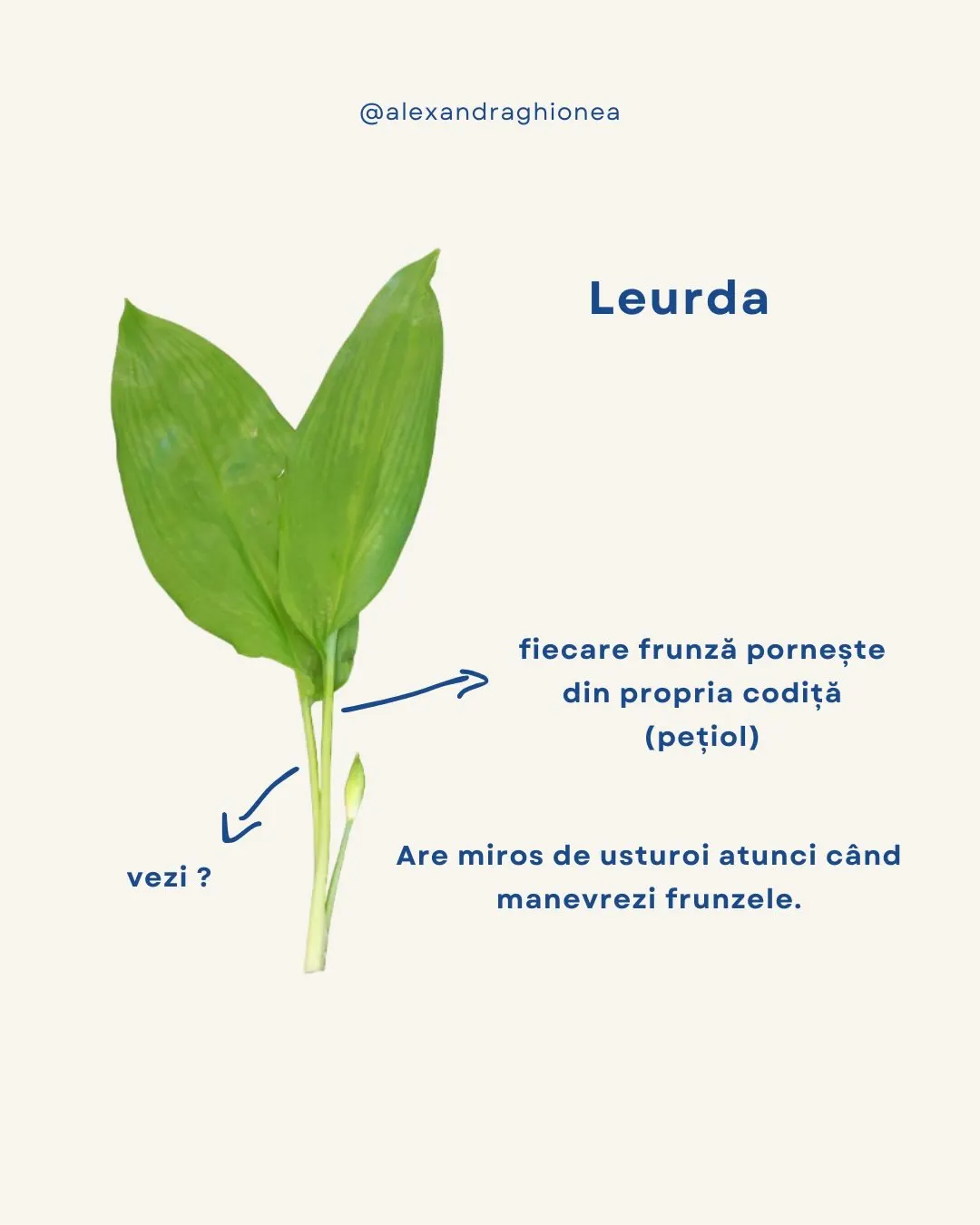 Leurda