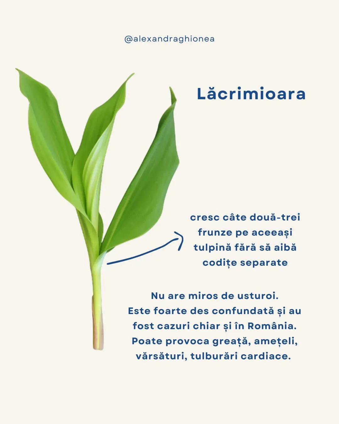 Lăcrimioara