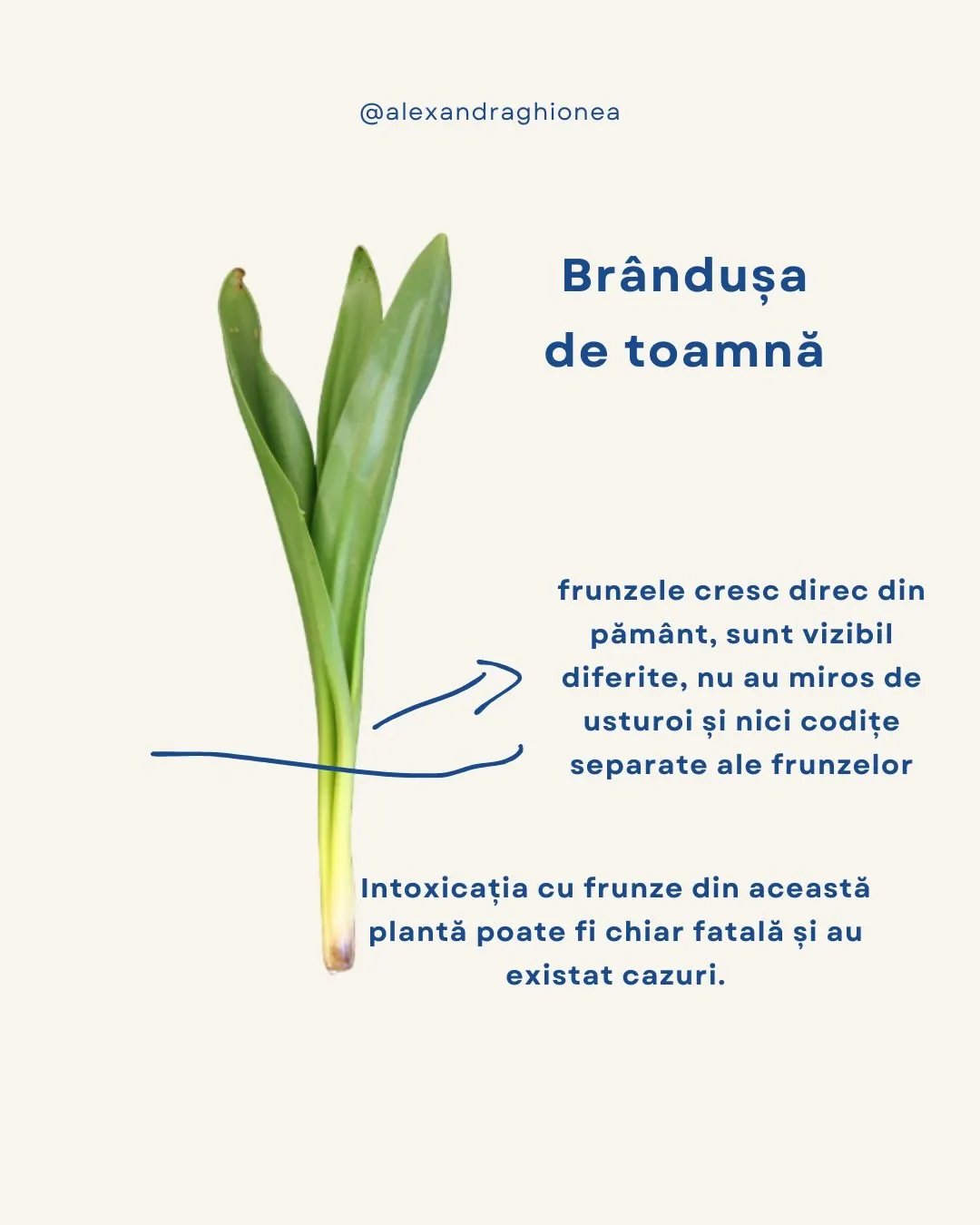Brândușa