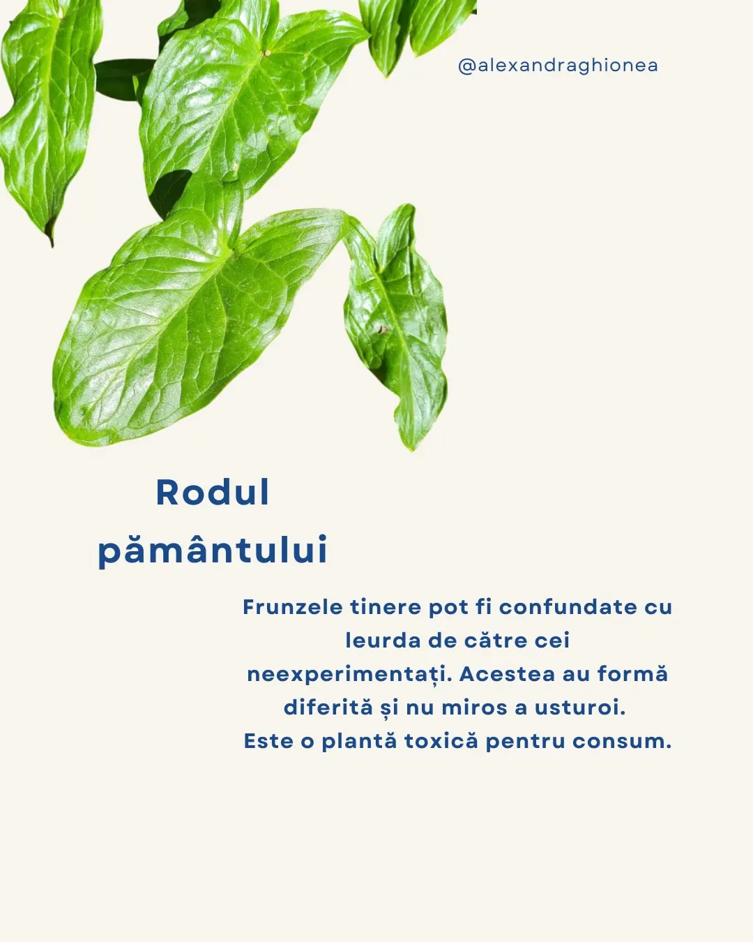 Rodul
