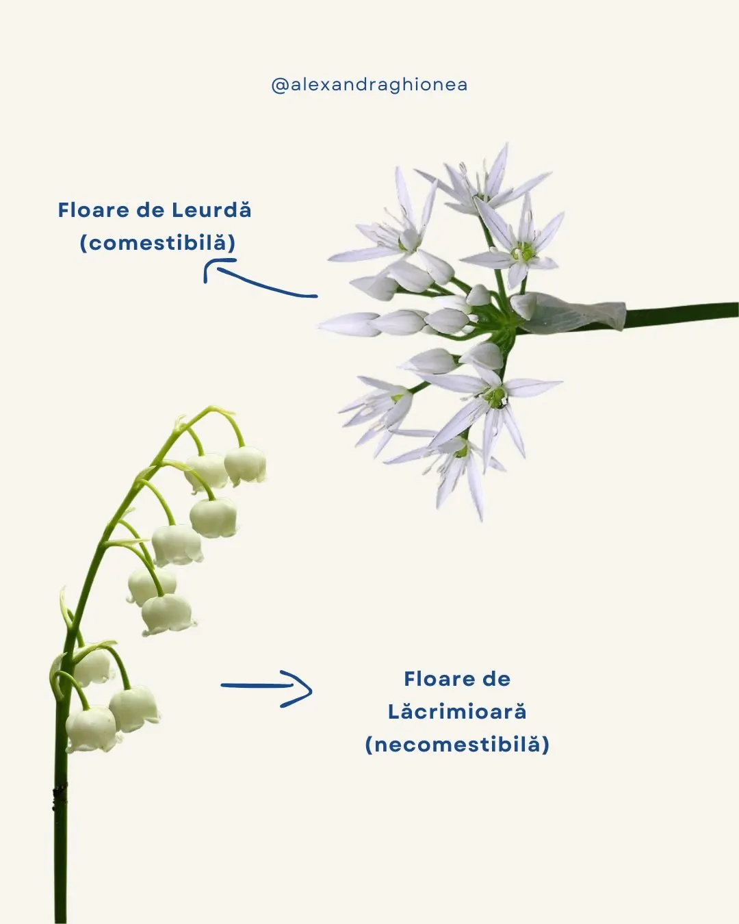 Floare de Leurdă