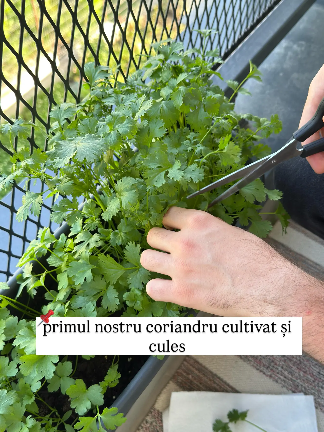 primul nostru coriandru cultivat și