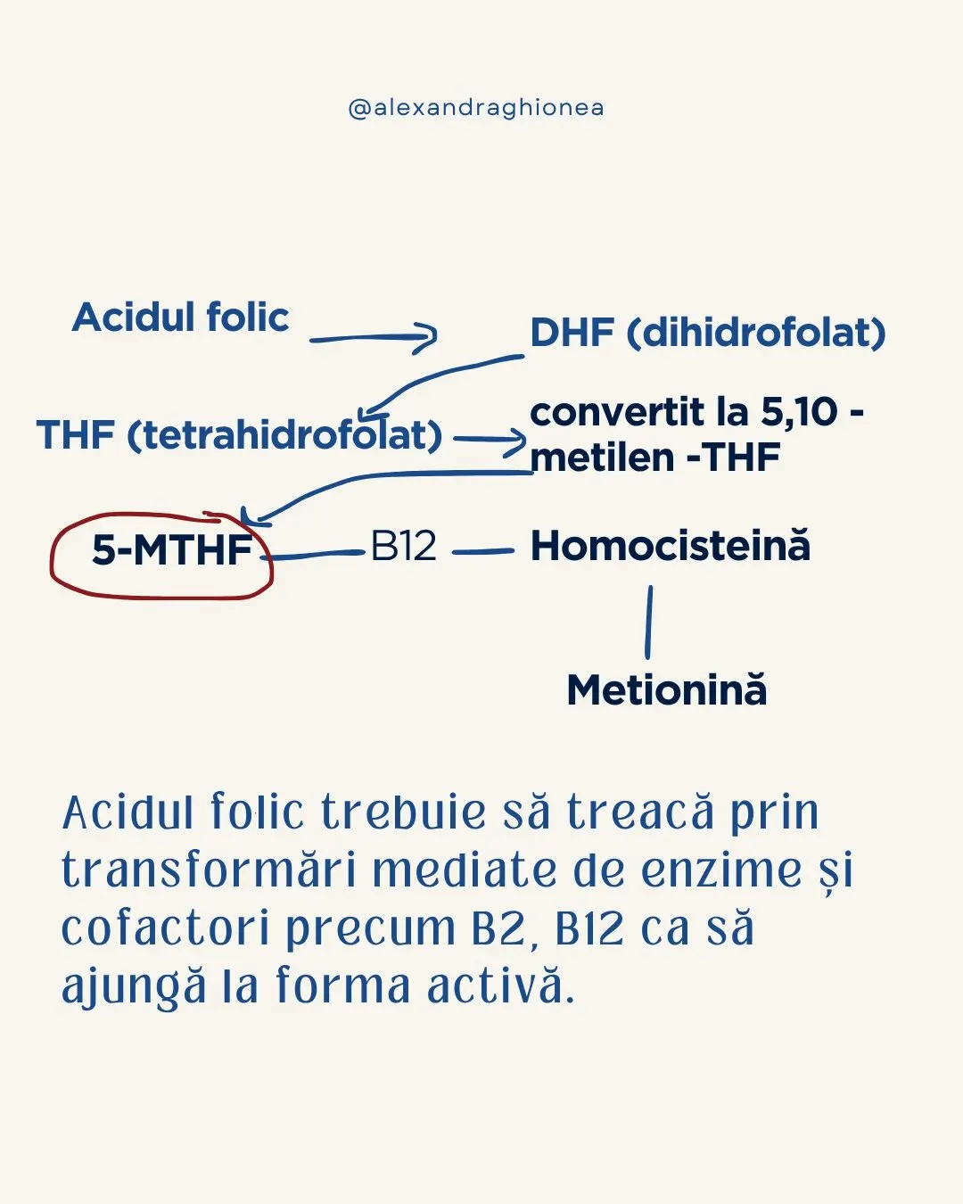 Acidul folic