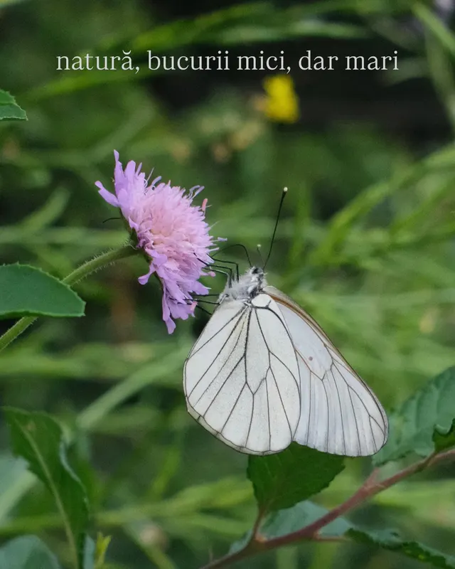 natură, bucurii mici, dar mari