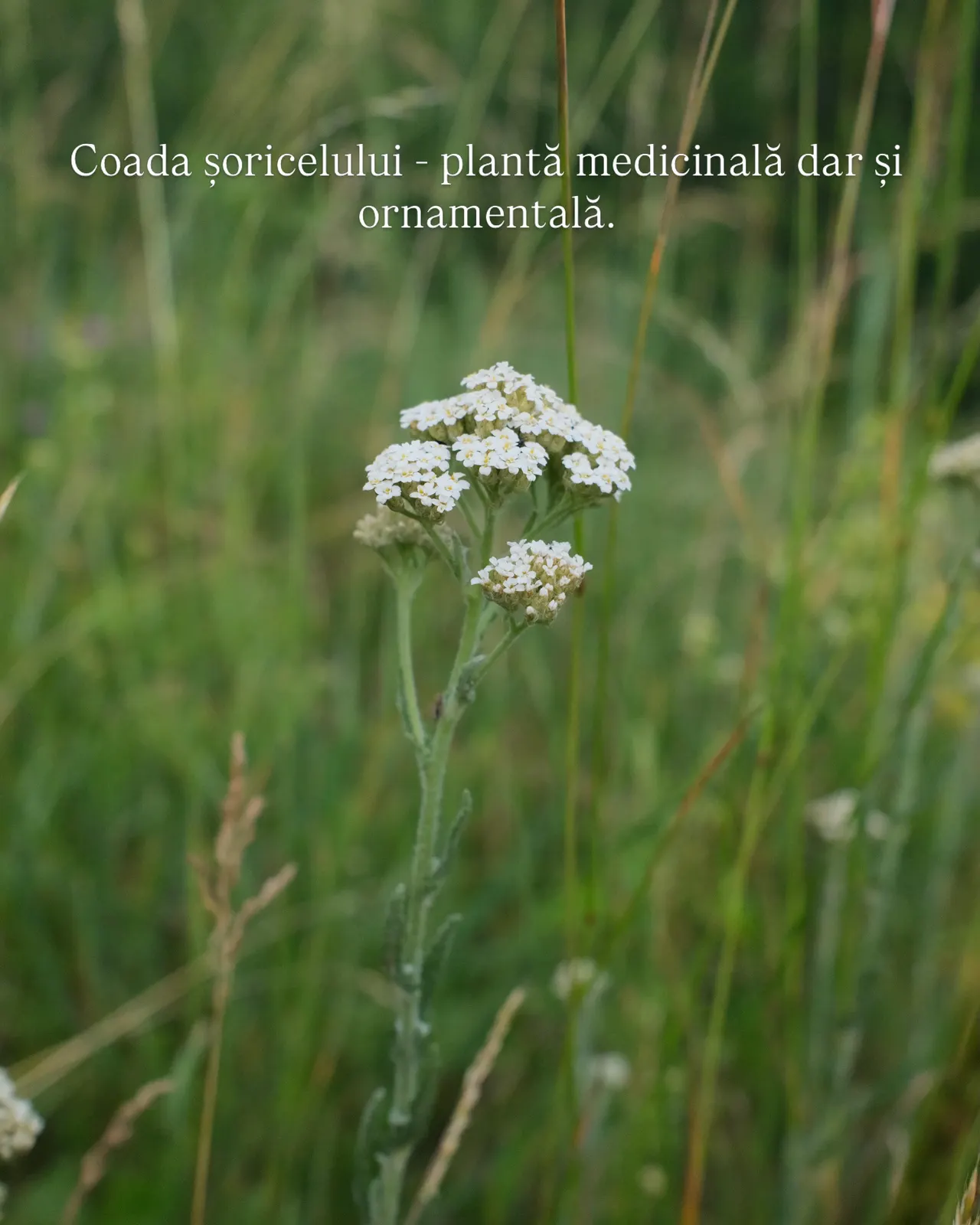 Coada șoricelului - plantă medicinală dar și