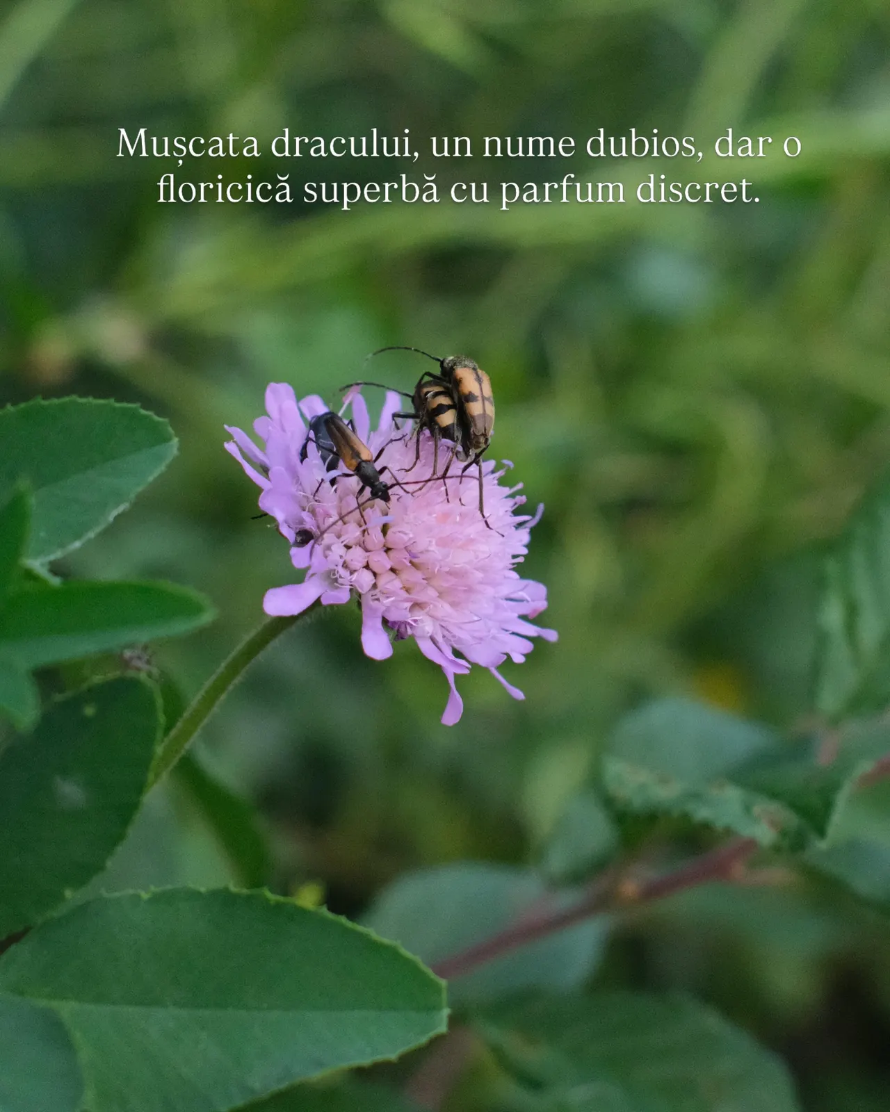 Mușcata dracului, un nume dubios, dar o