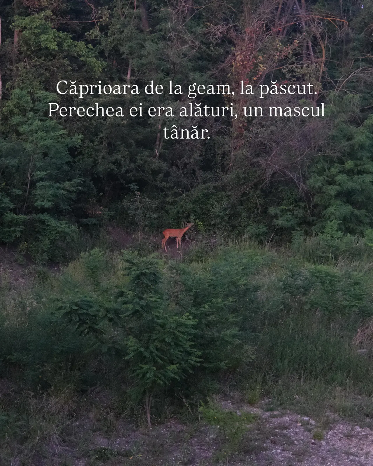 Caprioara de la geam, la pascut.