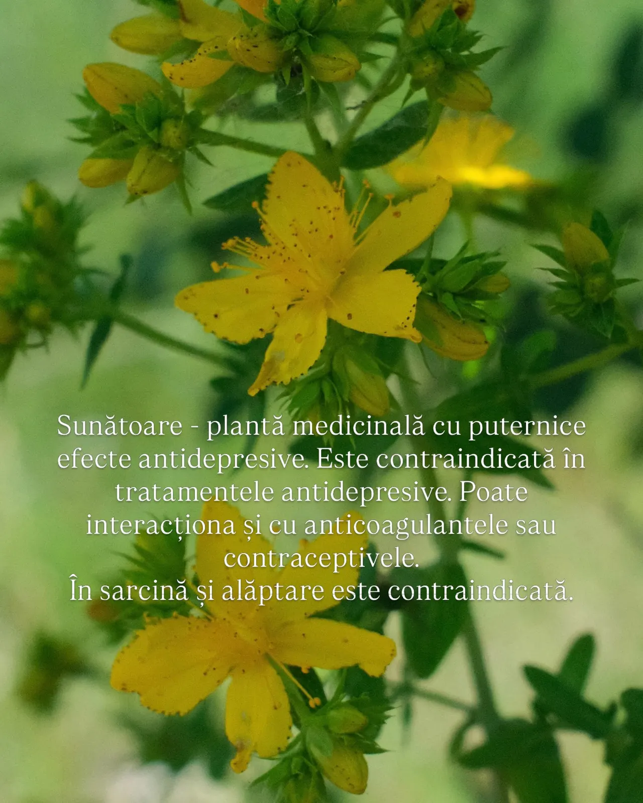 Sunătoare - plantă medicinală cu puternice