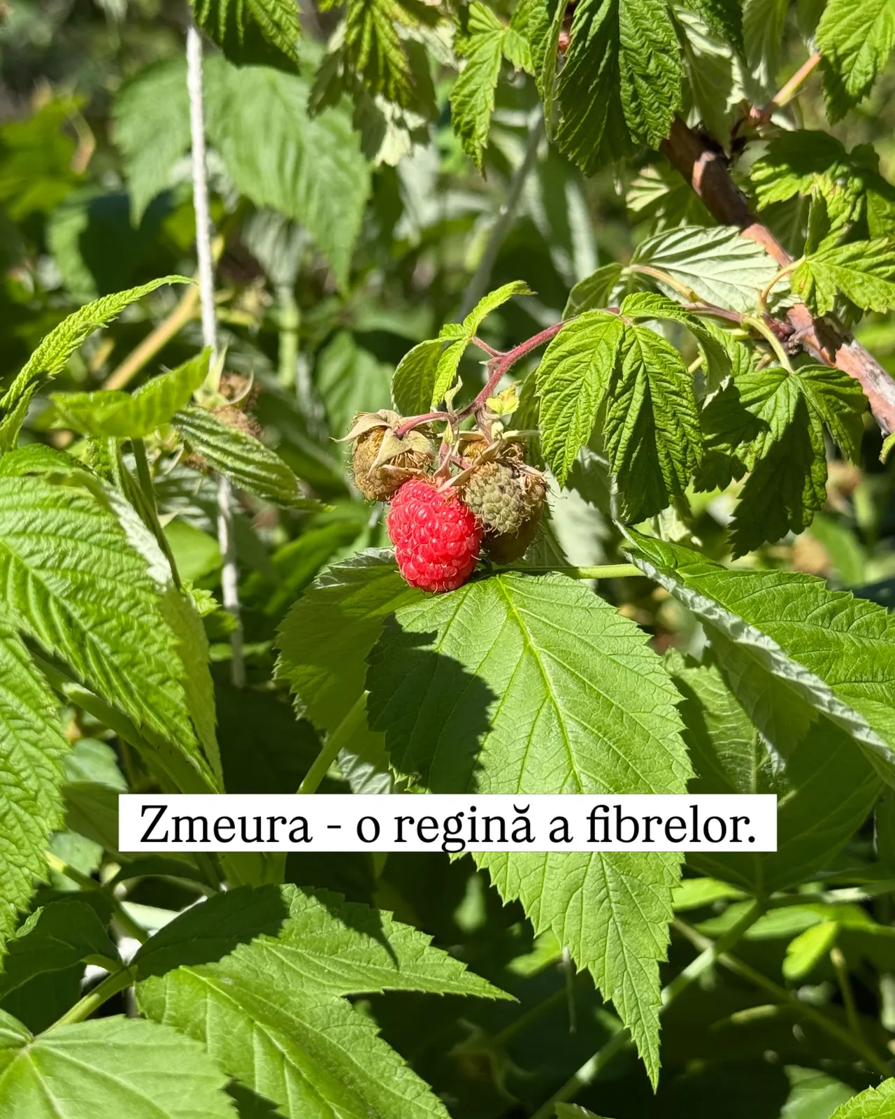 Zmeura - o regină a fibrelor.