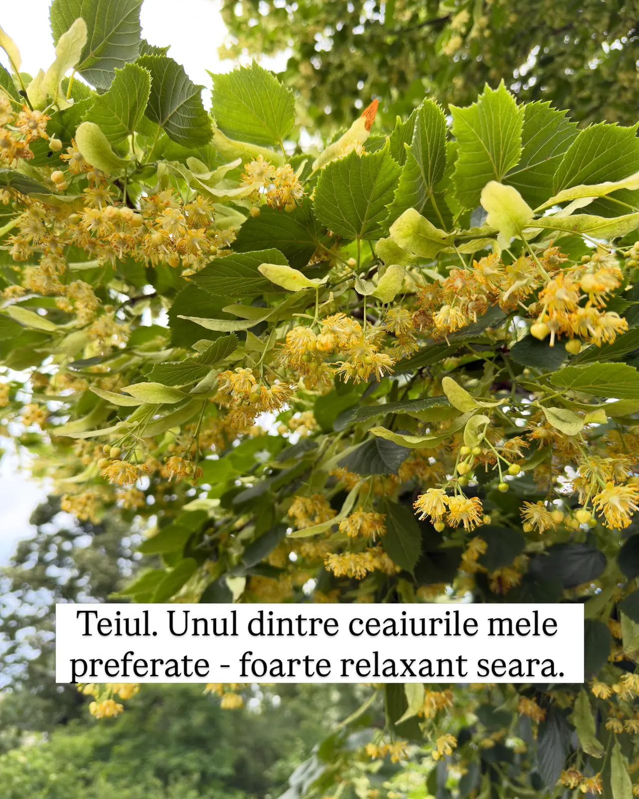 Teiul. Unul dintre ceaiurile mele