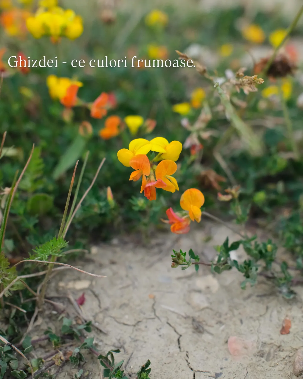 Ghizdei - ce culori frumoase.