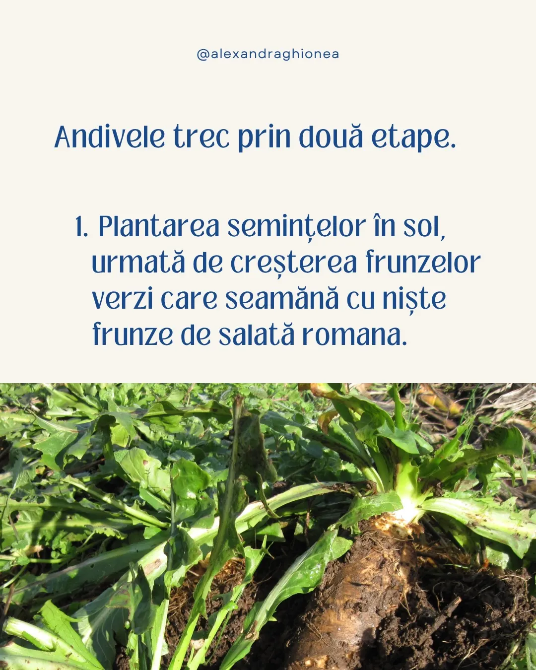 Andivele trec prin două etape.