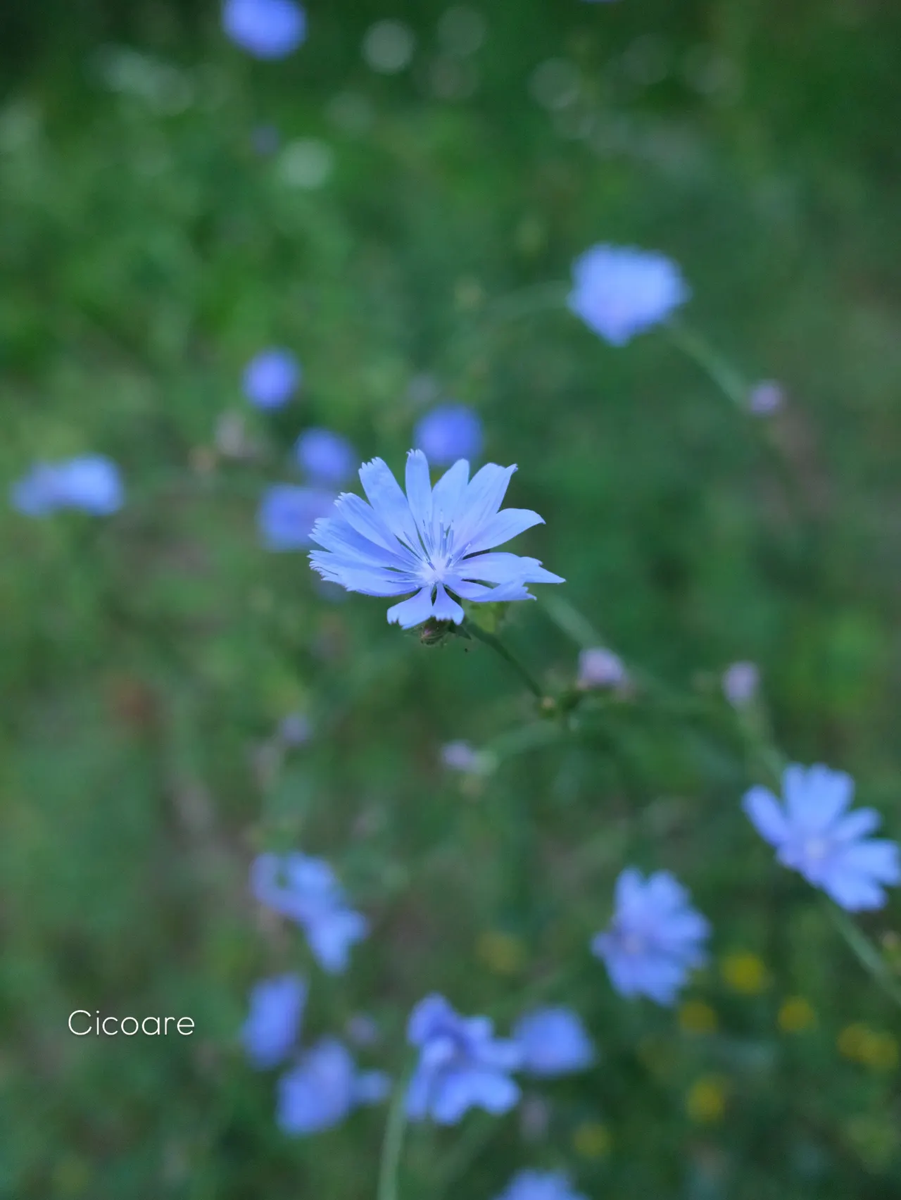Cicoare
