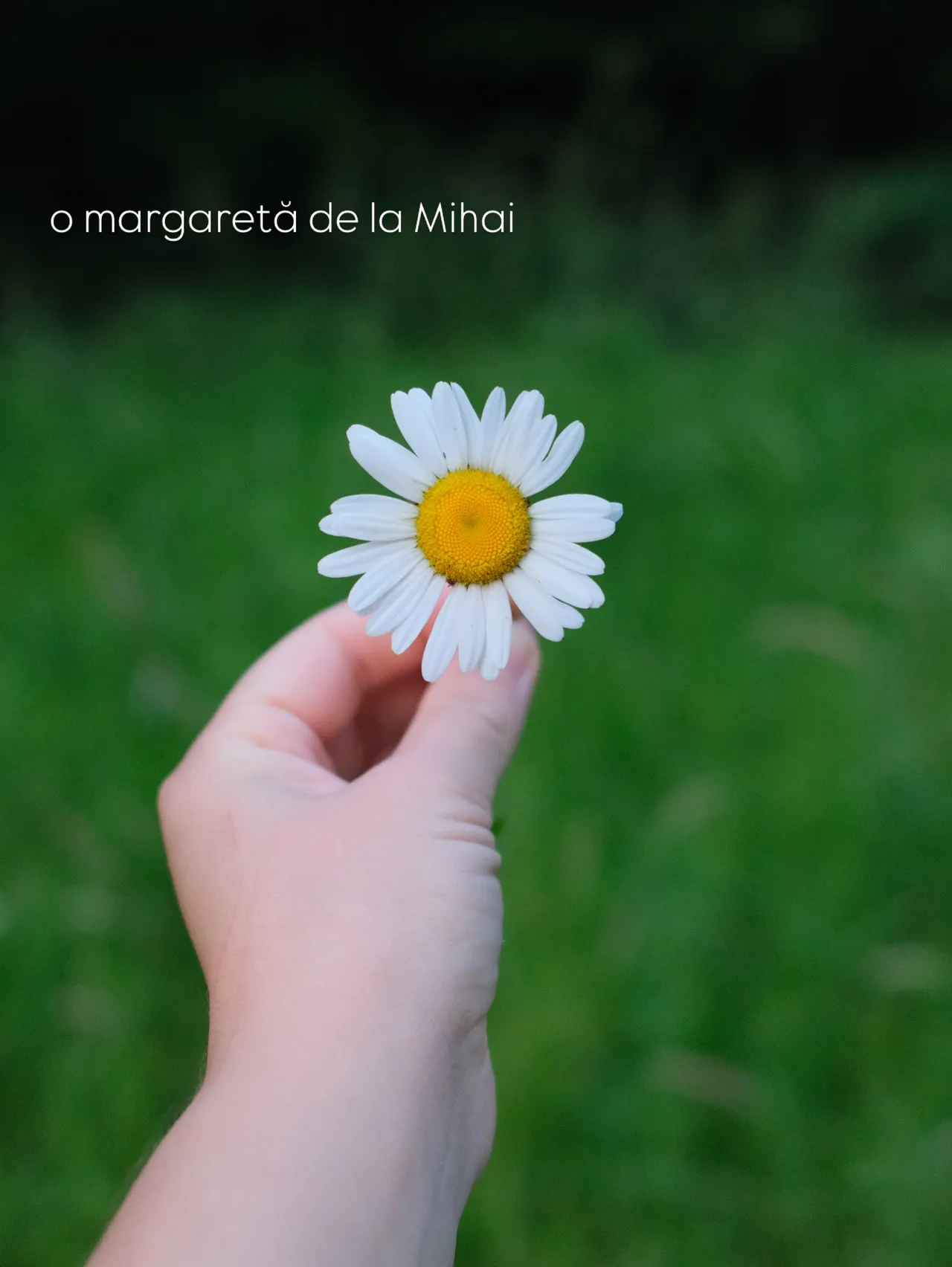 o margaretă de la Mihai