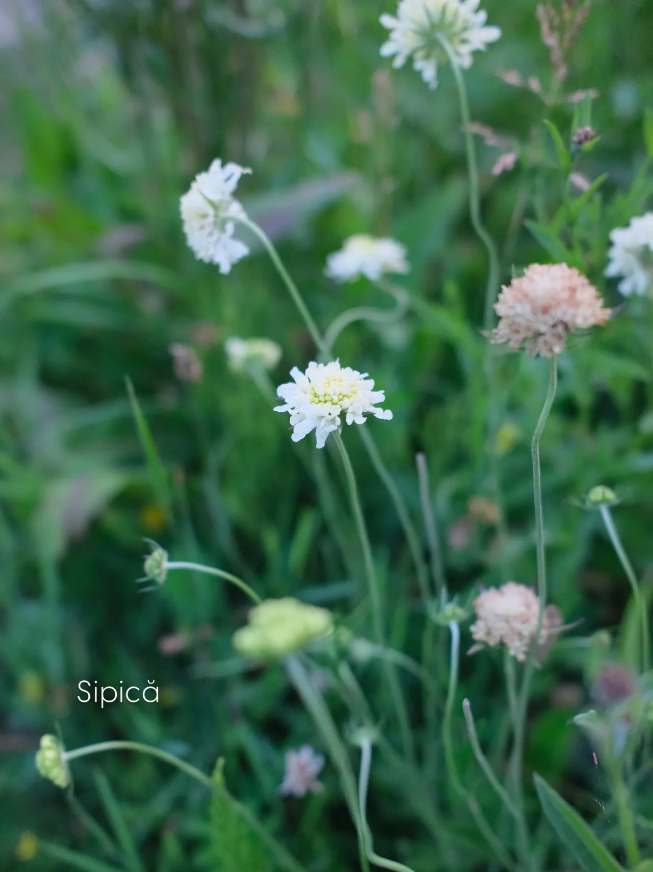 Sipică