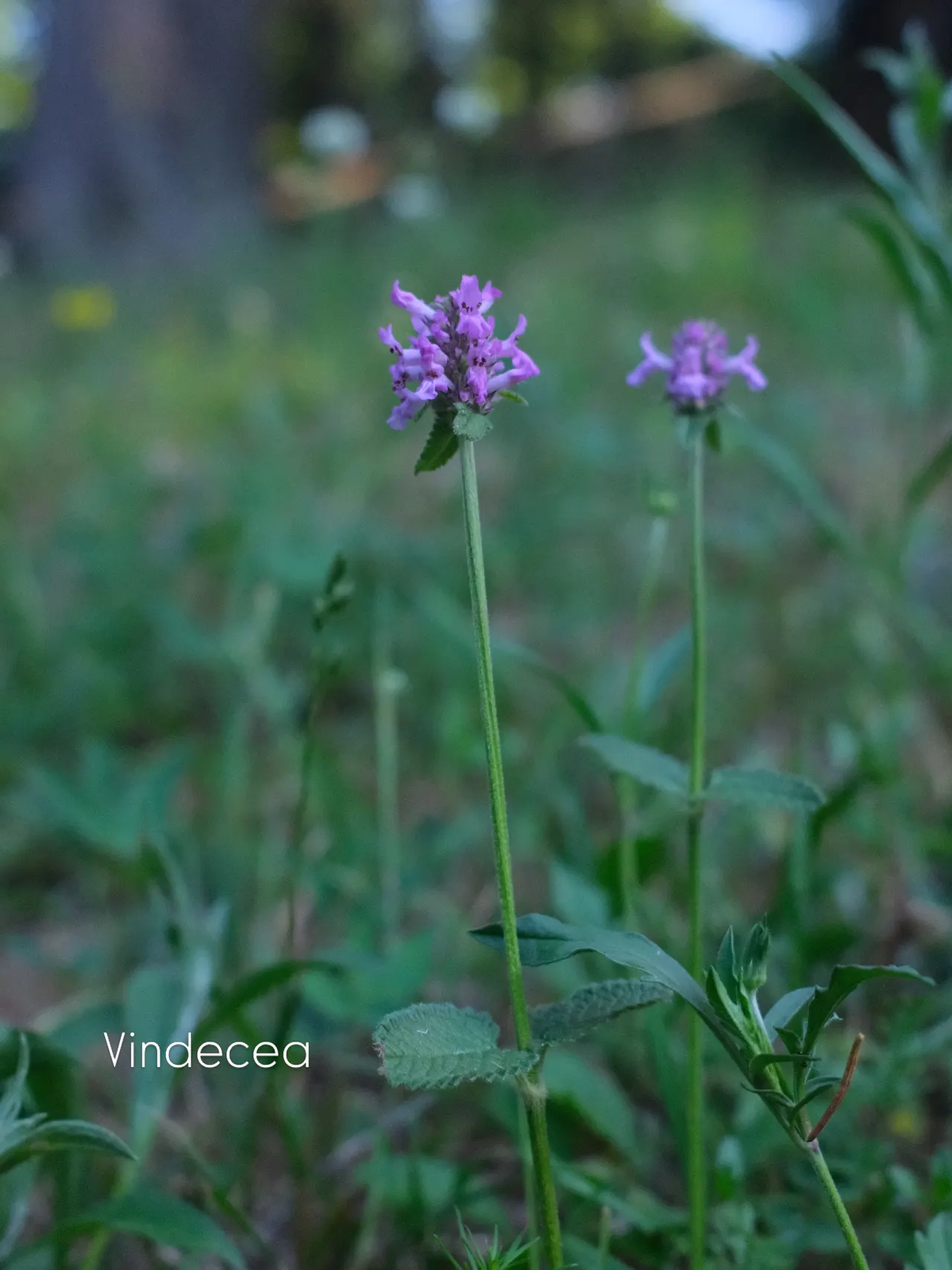 Vindecea