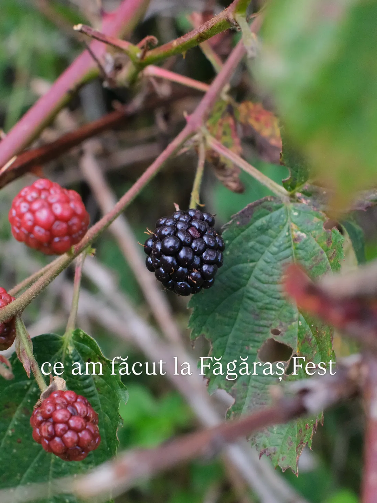 ce am făcut la Făgăraș Fest
