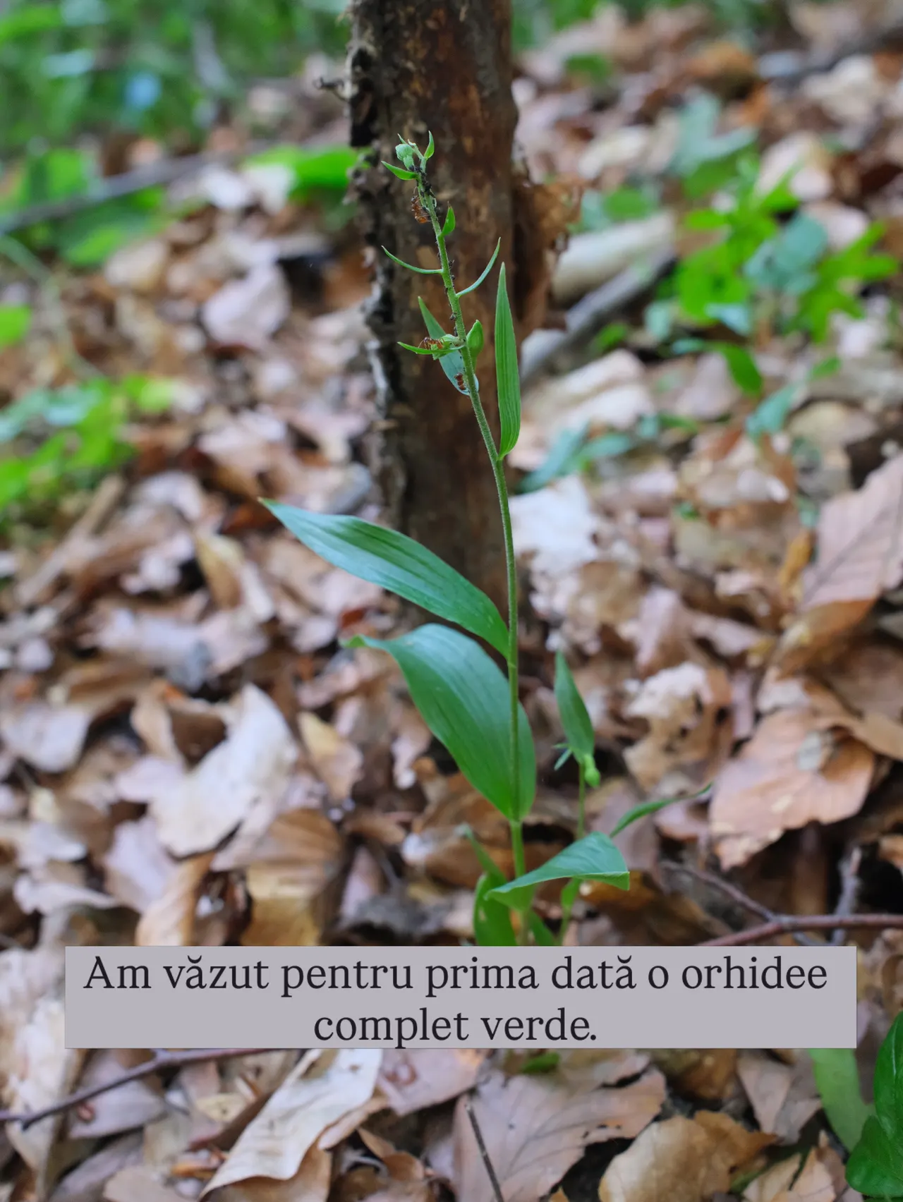 Am văzut pentru prima dată o orhidee