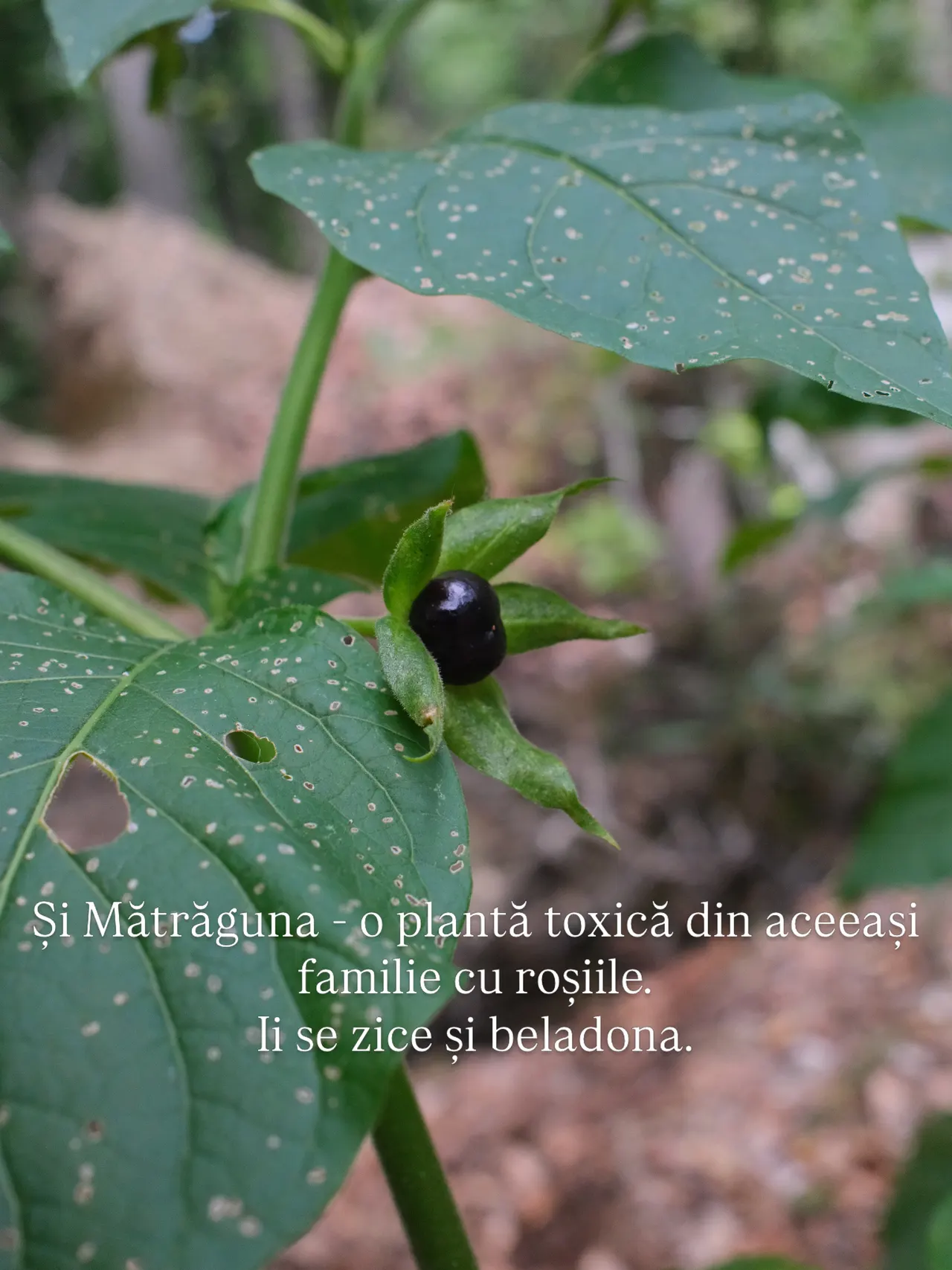 Și Mătrăguna - o plantă toxică din aceeași