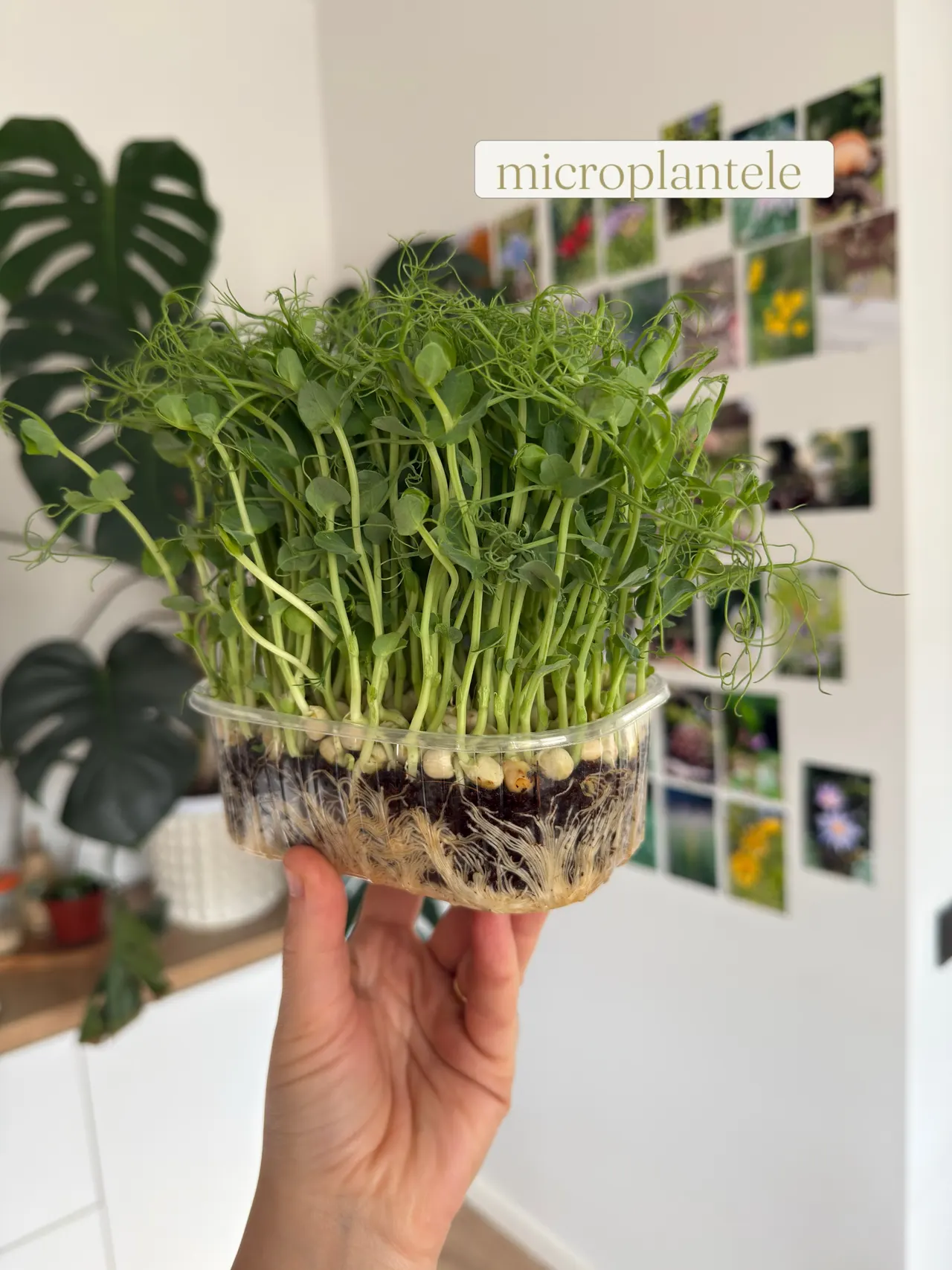 microplantele
