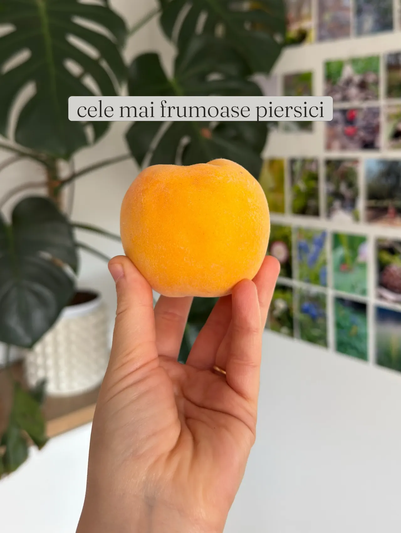 cele mai frumoase piersici