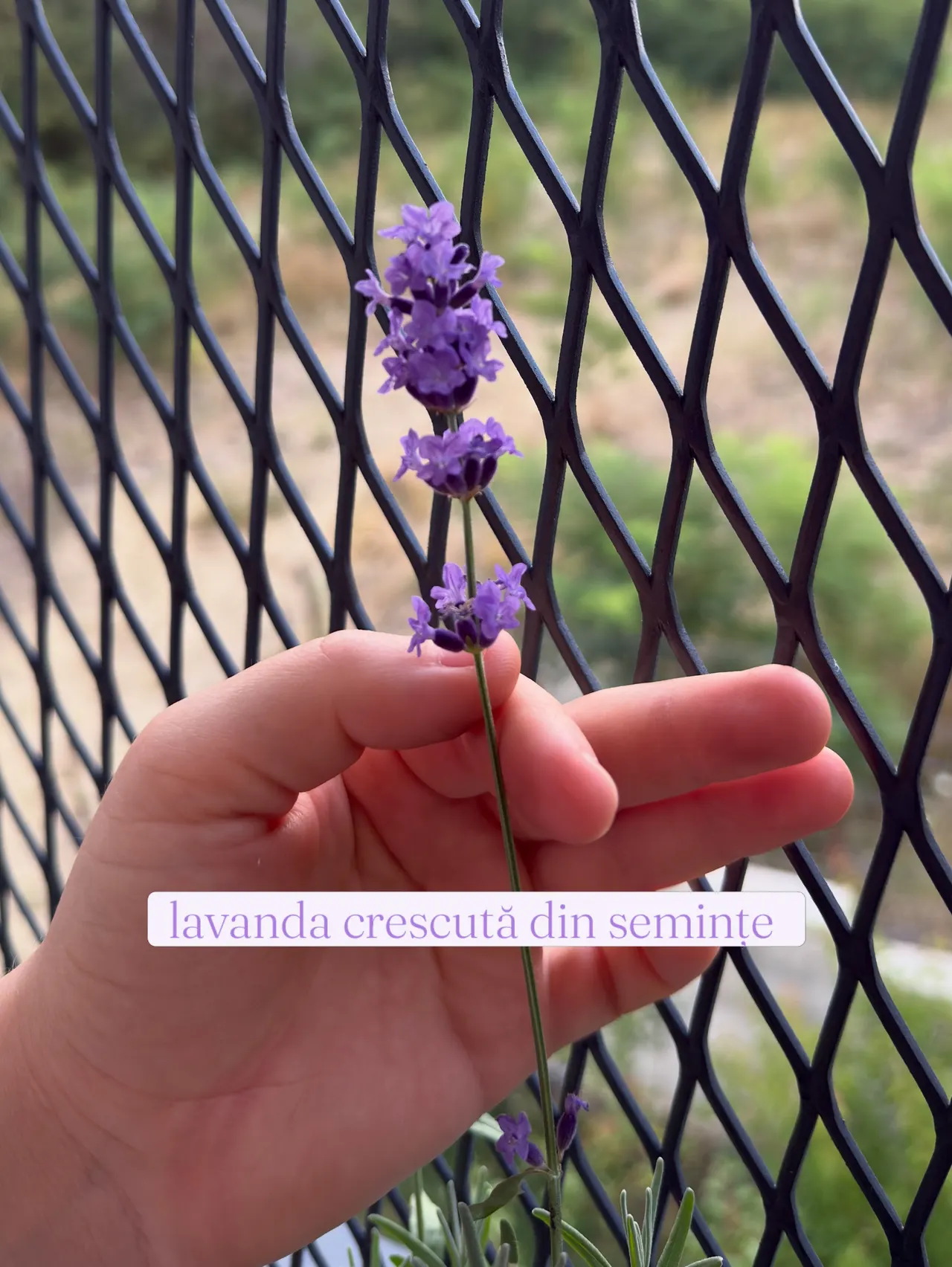 lavanda crescută din semințe