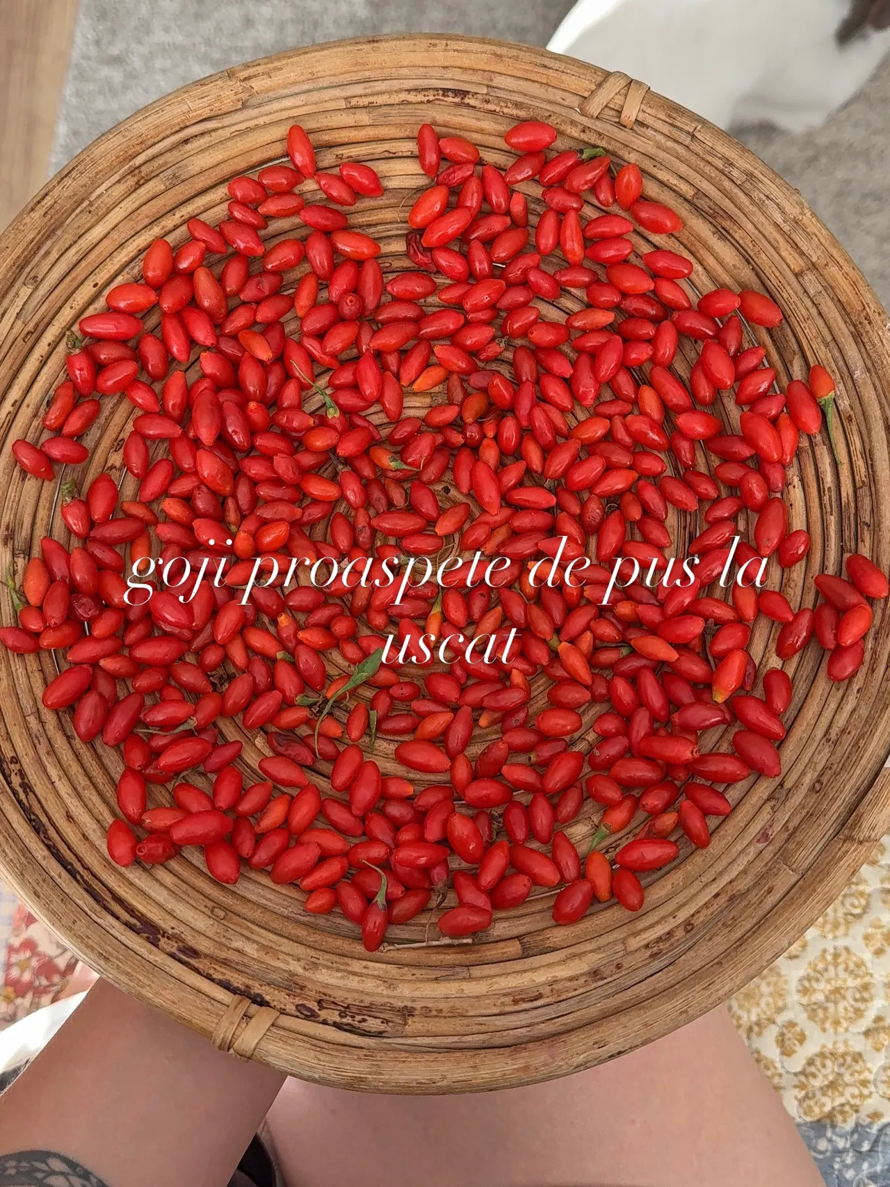 goji proaspete de pus la