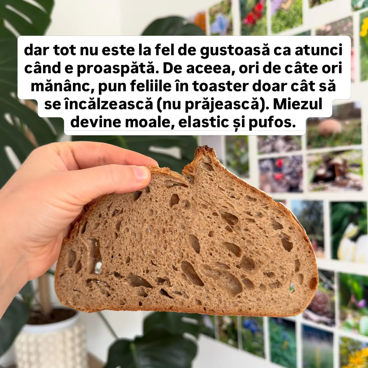 dar tot nu este la fel de gustoasă ca atunci când e proaspătă.