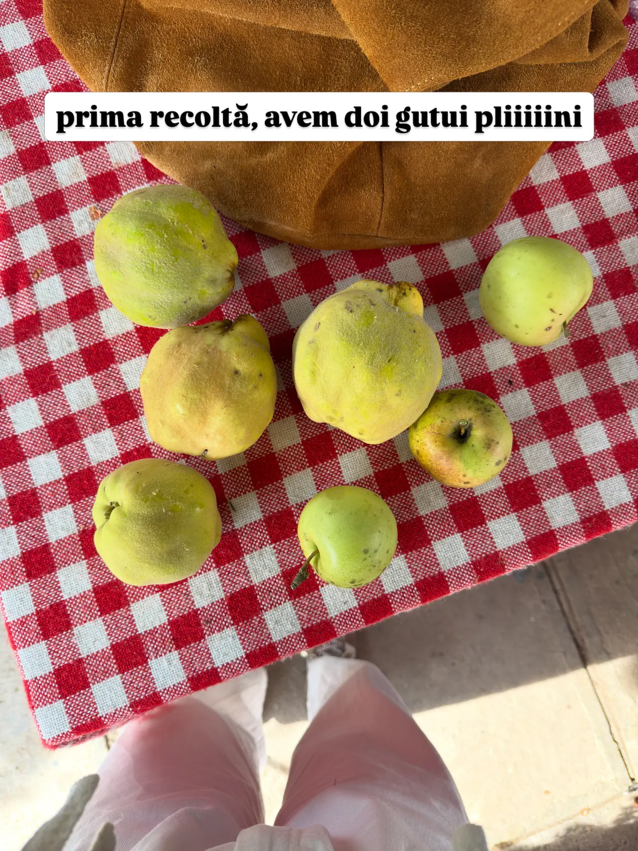 prima recoltă, avem doi gutui pliiiiini
