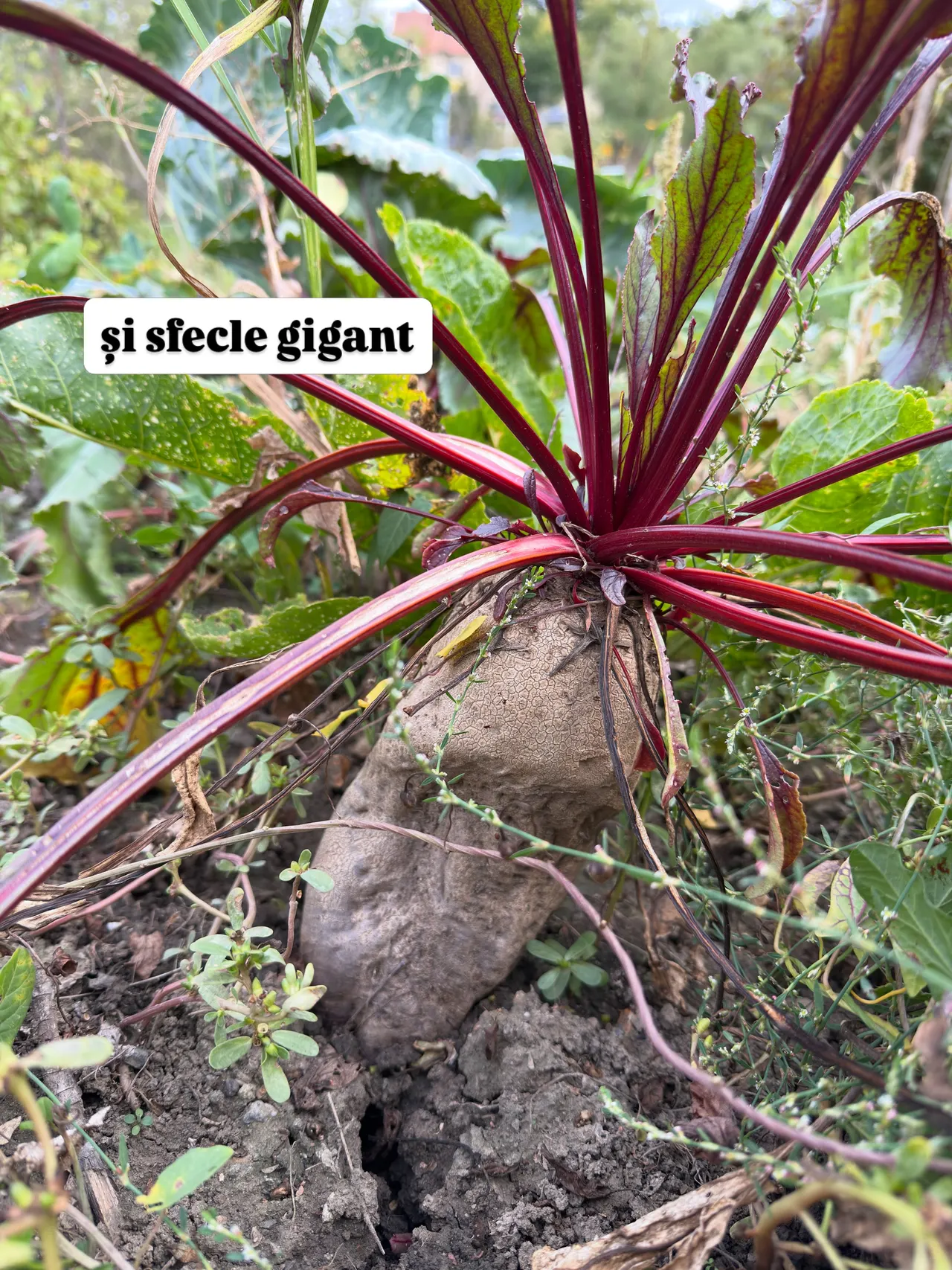 și sfecle gigant