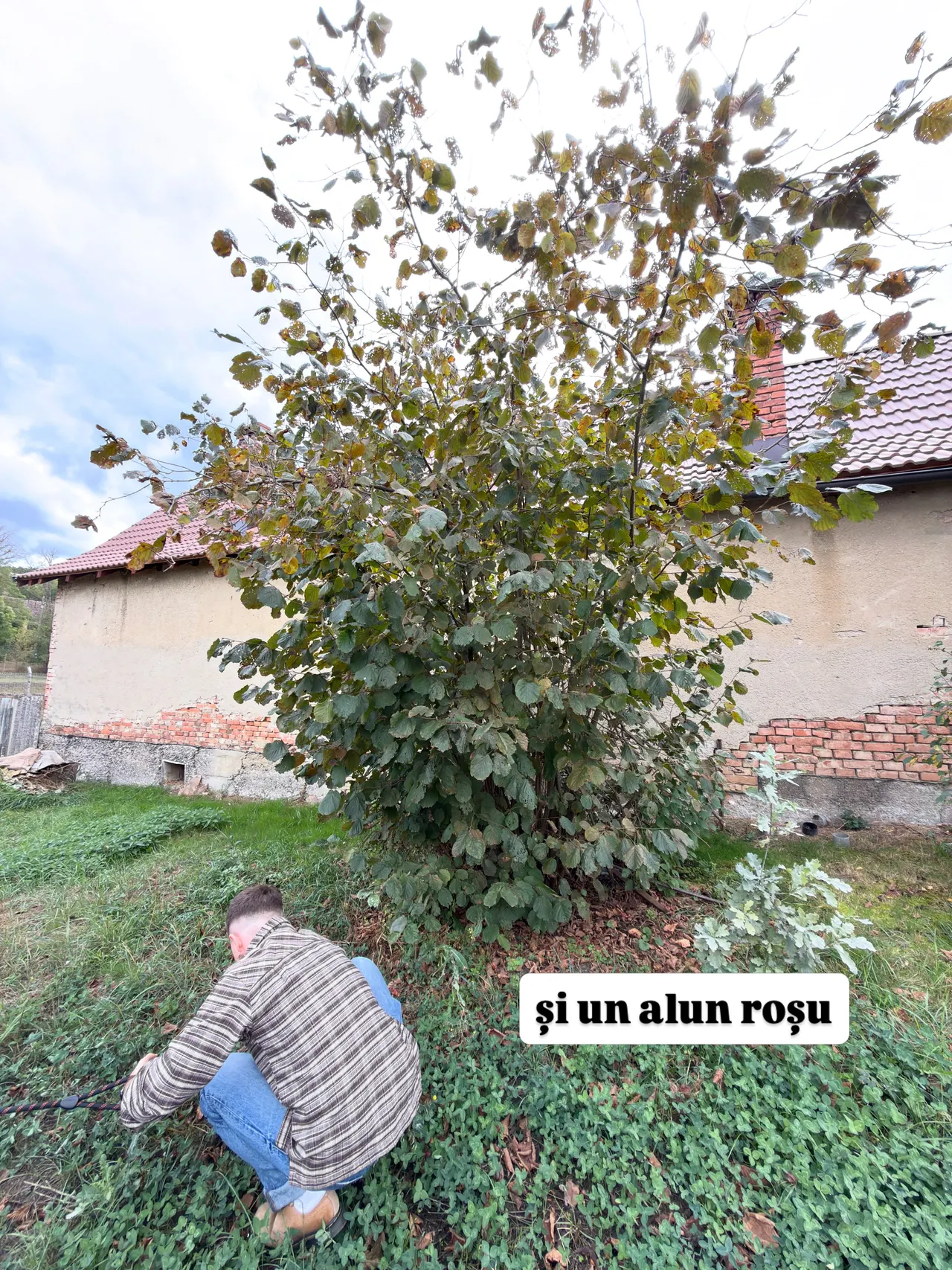 și un alun roșu